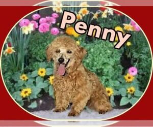 Mother of the Yorkipoo puppies born on 06/10/2026