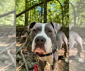American Staffordshire Terrier Dogs for adoption in Caribou, ME, USA