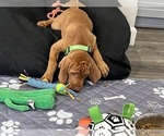 Small Photo #3 Vizsla Puppy For Sale in CANBY, OR, USA