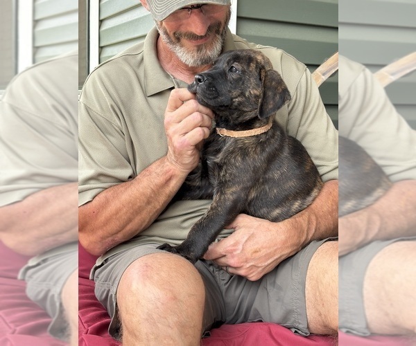 Medium Photo #9 Rotticorso Puppy For Sale in REEVESVILLE, SC, USA