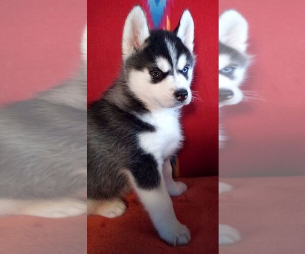 Medium Photo #2 Siberian Husky Puppy For Sale in LITTLETON, ME, USA