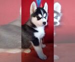 Small Photo #2 Siberian Husky Puppy For Sale in LITTLETON, ME, USA