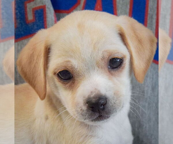 Medium Photo #5 Chiweenie Puppy For Sale in Huntley, IL, USA