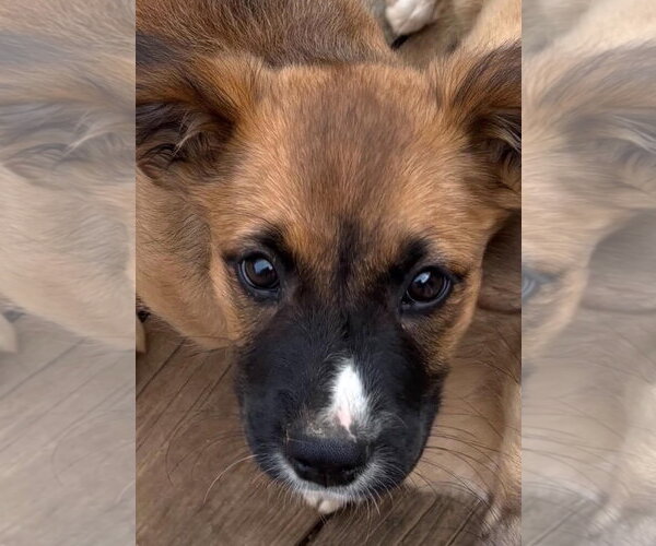 Medium Photo #3 Mutt Puppy For Sale in Forest, VA, USA