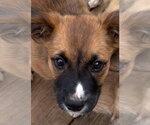 Small #2 Mutt