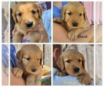 Small Photo #1 Golden Retriever Puppy For Sale in GRIDLEY, KS, USA