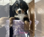 Puppy Pink Girl Bernese Mountain Dog