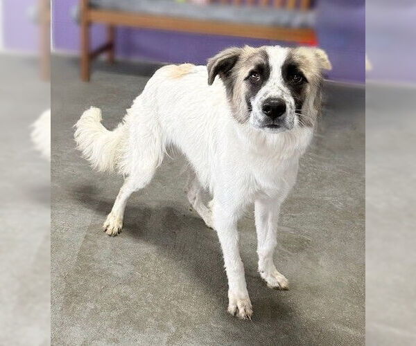 Medium Photo #3 Collie-Unknown Mix Puppy For Sale in Genesee, WI, USA