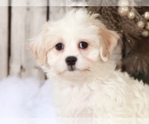 Zuchon Puppy for sale in MOUNT VERNON, OH, USA