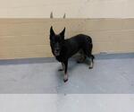PEPPER - Female German Shepherd Dog Dog for Adoption - Small photo