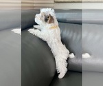 Small #8 Yorkshire Terrier