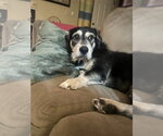 Small #1 Mutt