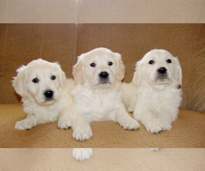 English Cream Golden Retriever Puppy for Sale in RALEIGH, North Carolina USA