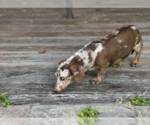 Small #5 Dachshund