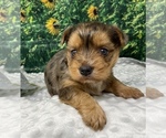 Small #4 Shorkie Tzu