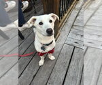 Small #3 Chihuahua Mix