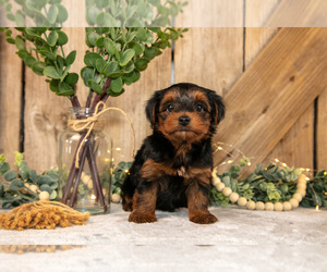 Medium Yorkshire Terrier