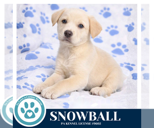 Labrador Retriever-Unknown Mix Dogs for adoption in Kimberton, PA, USA