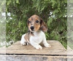 Small #4 Dachshund