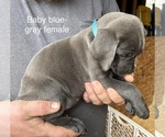 Puppy Cleo Cane Corso
