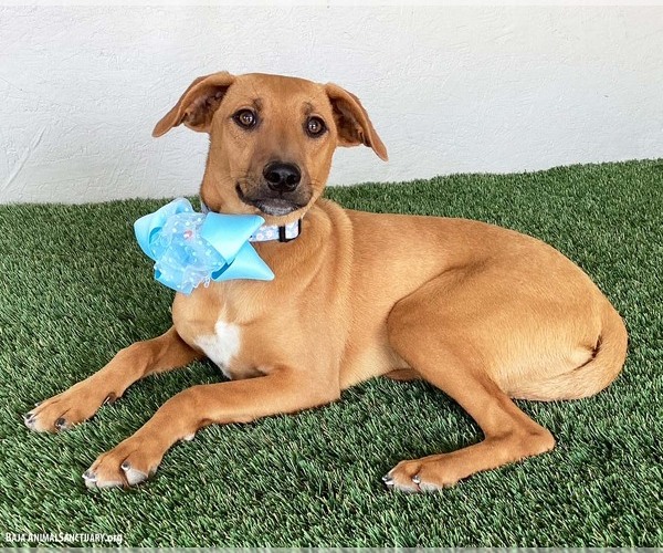 Medium Photo #6 Black Mouth Cur-Labrador Retriever Mix Puppy For Sale in San Diego, CA, USA