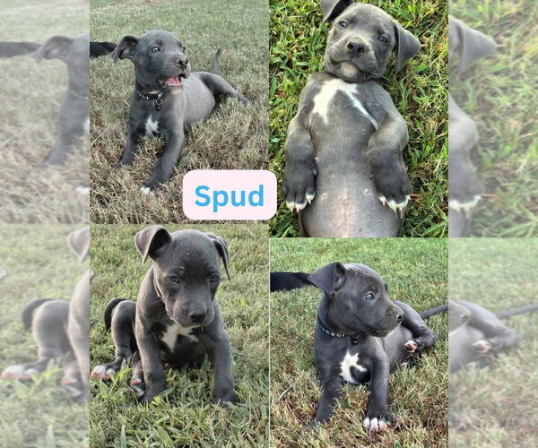 Medium Photo #2 Mutt Puppy For Sale in Wenonah, NJ, USA