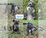 Small Photo #2 Mutt Puppy For Sale in Wenonah, NJ, USA