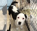 Small Photo #2 Border Collie-Unknown Mix Puppy For Sale in Hillsboro, MO, USA