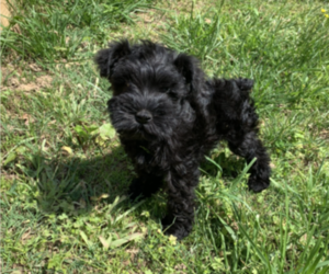 Schnauzer (Miniature) Puppy for Sale in HARTFORD, Kentucky USA