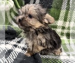 Small #2 Morkie