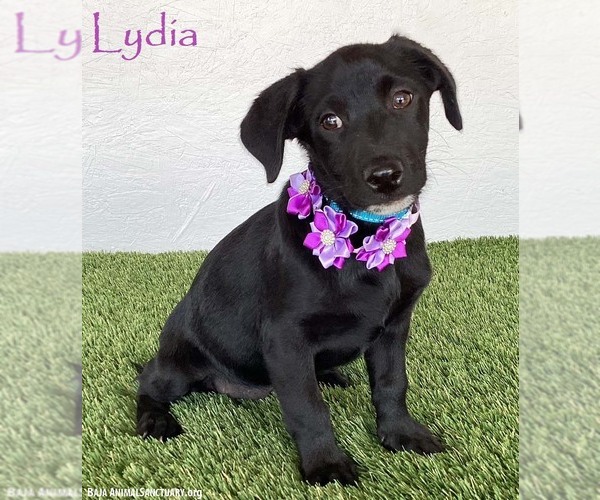 Medium Photo #1 Mutt Puppy For Sale in San Diego, CA, USA