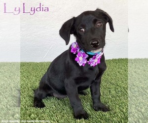 Mutt Dogs for adoption in San Diego, CA, USA