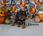 Small Photo #65 Cavalier King Charles Spaniel Puppy For Sale in CHANUTE, KS, USA