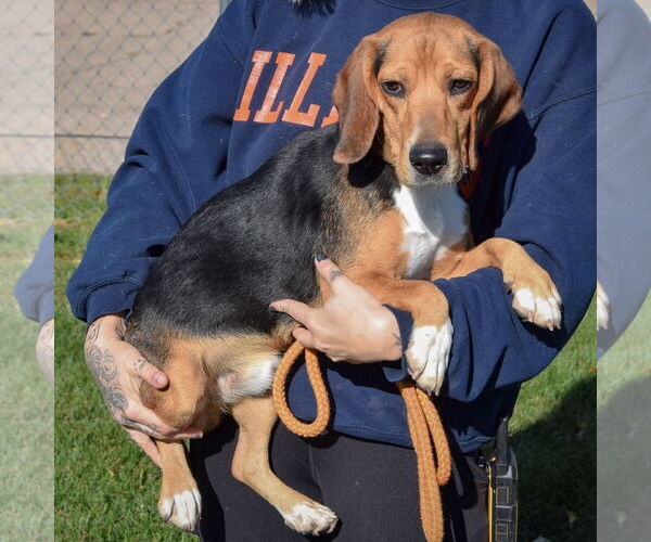 Medium Photo #5 Bagle Hound Puppy For Sale in Huntley, IL, USA