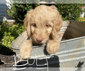 Goldendoodle Puppy for sale in GAY, GA, USA