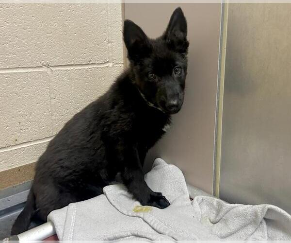 Medium Photo #1 German Shepherd Dog-Unknown Mix Puppy For Sale in Martinez, CA, USA