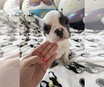 Small Photo #10 French Bulldog Puppy For Sale in VICTORVILLE, CA, USA