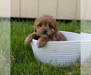 Cocker Spaniel-Poodle (Miniature) Mix Puppy for sale in FREDERICKSBG, OH, USA