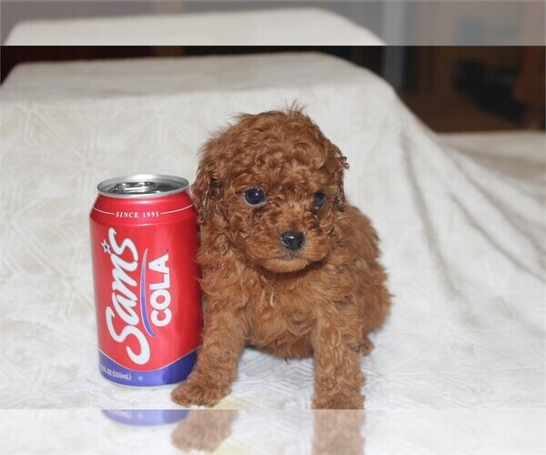 Medium Photo #8 Poodle (Miniature) Puppy For Sale in FISHER ISLAND, FL, USA