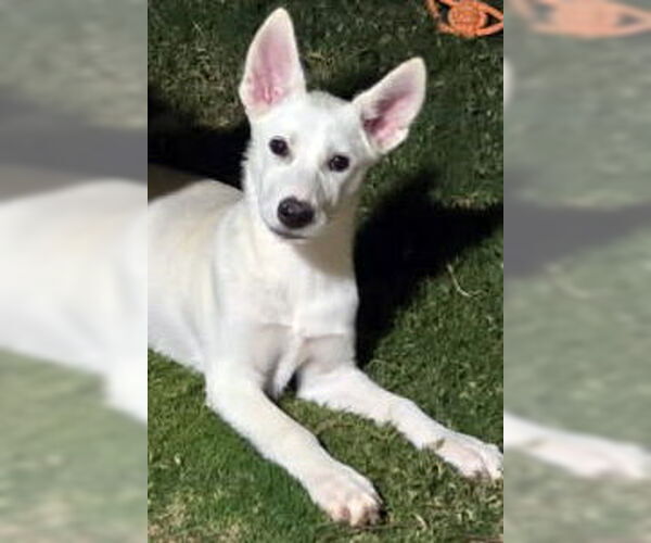Medium Photo #5 - Mix Puppy For Sale in Phoenix, AZ, USA
