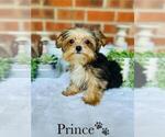 Small #1 Yorkshire Terrier