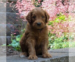 Goldendoodle-Poodle (Standard) Mix Puppy for sale in EAST EARL, PA, USA