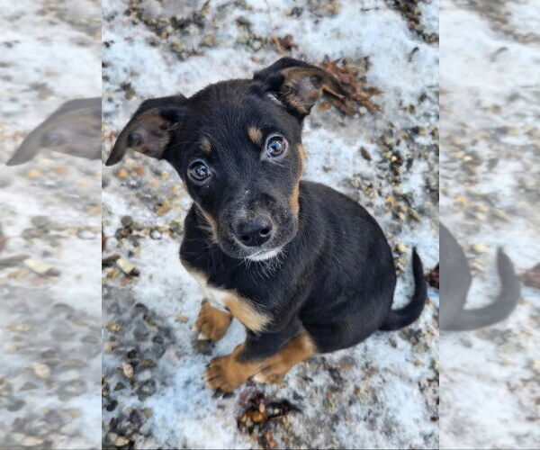 Medium Photo #5 Australian Shepherd-Unknown Mix Puppy For Sale in Garden City, NY, USA