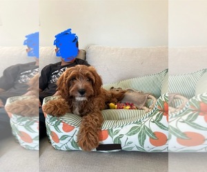 Cavapoo Puppy for sale in TEMECULA, CA, USA