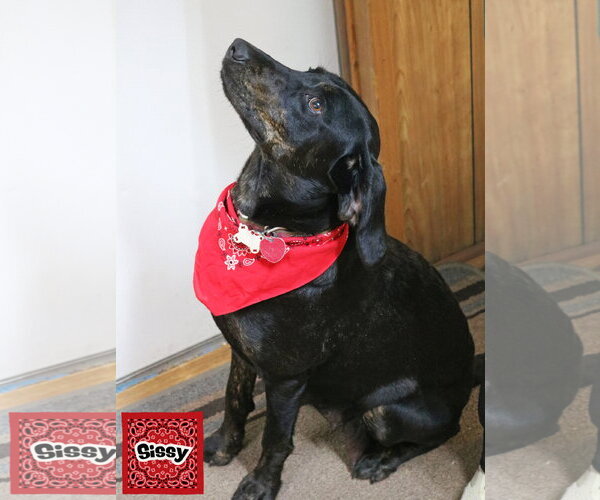 Medium Photo #3 Mutt Puppy For Sale in Wakefield, RI, USA