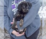 Small Photo #3 Coonhound-Unknown Mix Puppy For Sale in Huntley, IL, USA