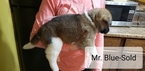 Small Photo #10 Akita Puppy For Sale in HUTCHINSON, MN, USA