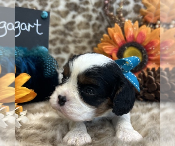 Medium Photo #3 Cavalier King Charles Spaniel Puppy For Sale in ABILENE, TX, USA