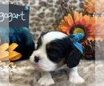 Small #2 Cavalier King Charles Spaniel