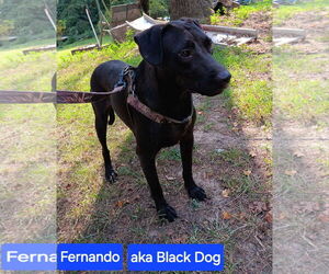 Fernando - Male Labrador Retriever-Unknown Mix Dog for Adoption - Photo #6